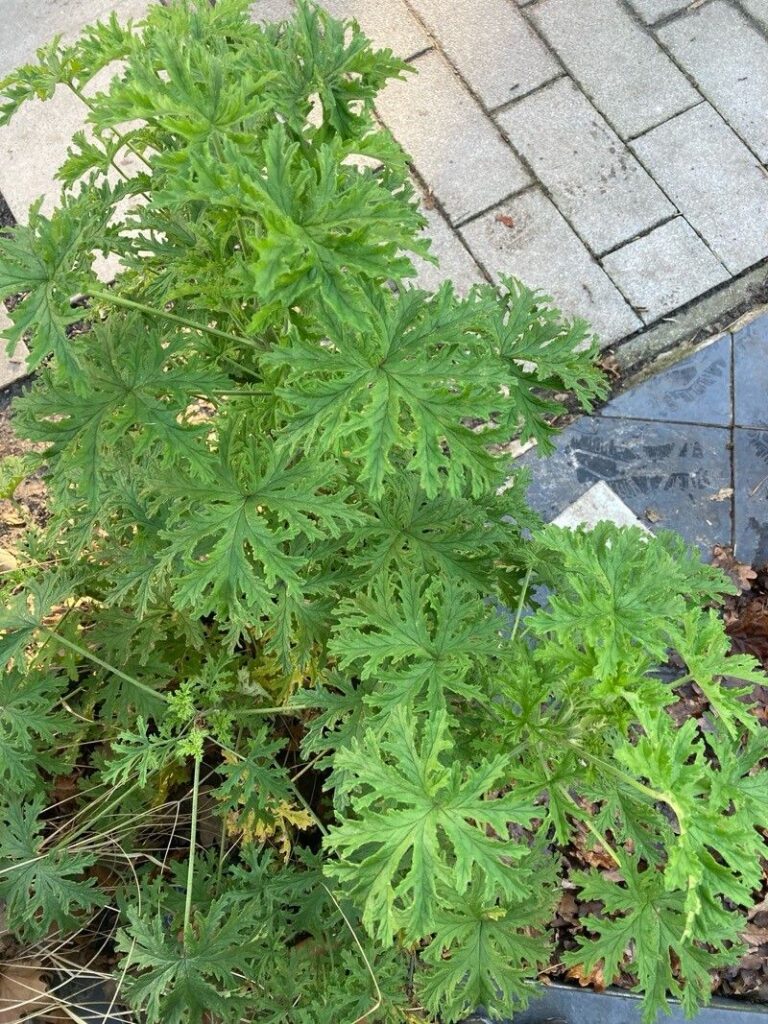 citronela afasta as baratas da sua casa