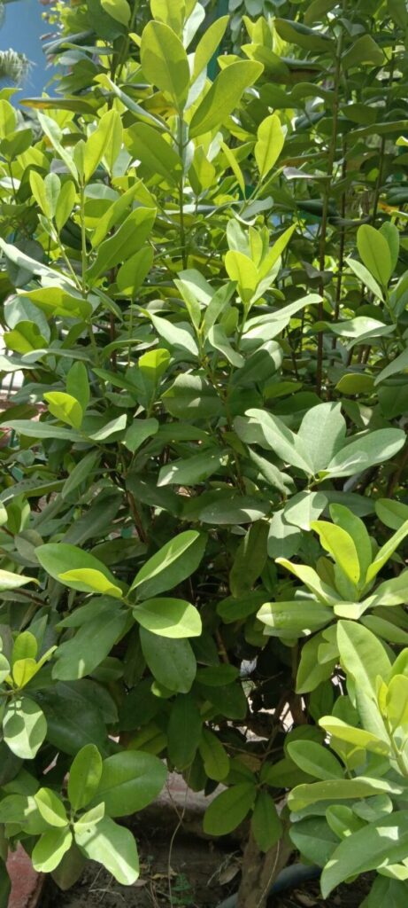cravo-da-india afasta as baratas da sua casa