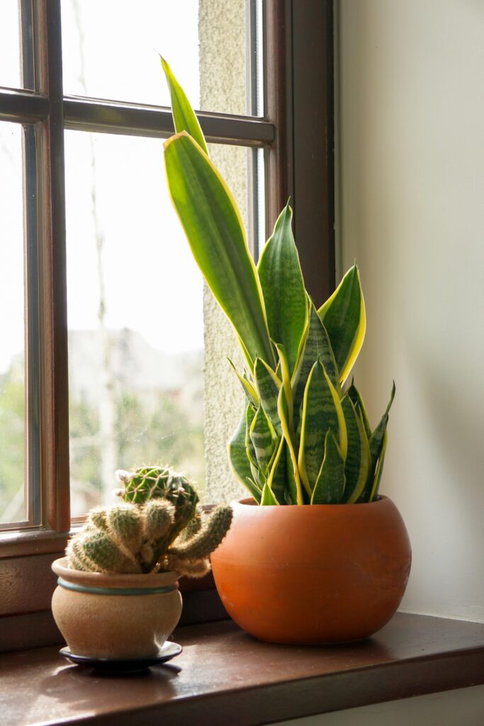 Espada de sao jorge é uma planta que combina com a decoração minimalista