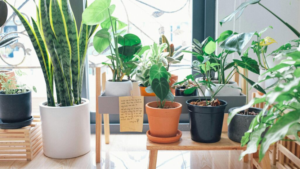 As plantas no seu apartamento pode transformar o ambiente, trazendo frescor, umidade e um espaço mais aconchegante