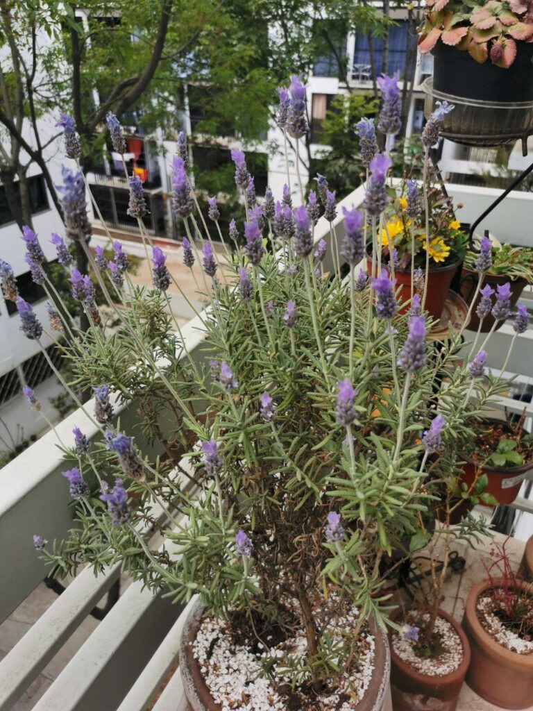 a planta lavanda é muito bonita, ajuda a acalmar o ambiente
