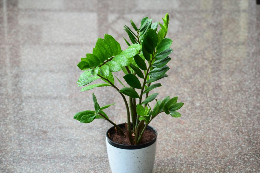 Zamiocula combina com a decoração minimalista