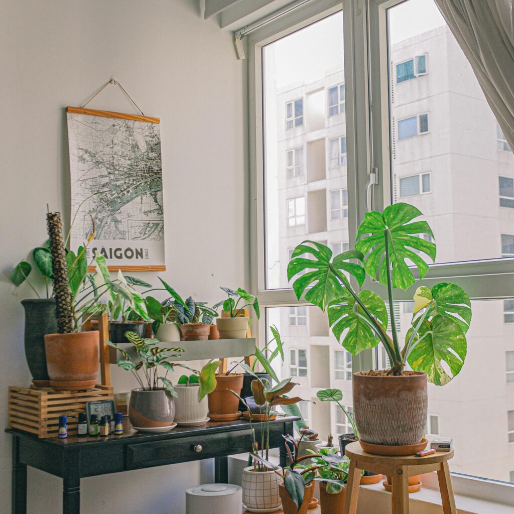 Para que você aproveite sua viagem sem preocupações, é importante deixar as plantas da sua casa saudáveis durante esse período