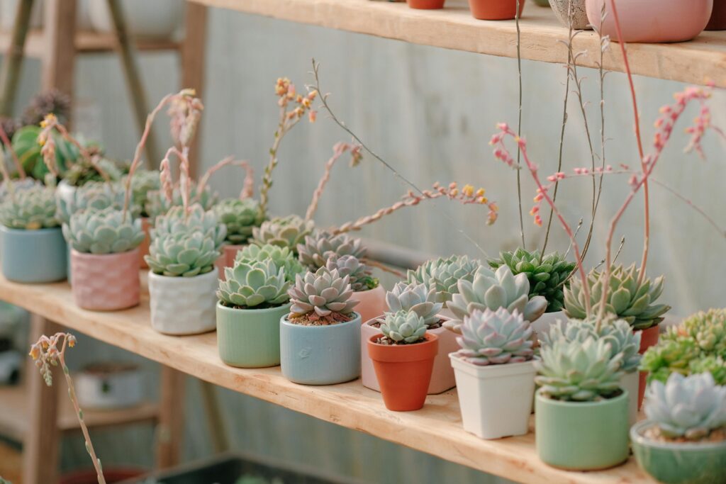 Cactos e suculentas combinam com a decoração minimalista