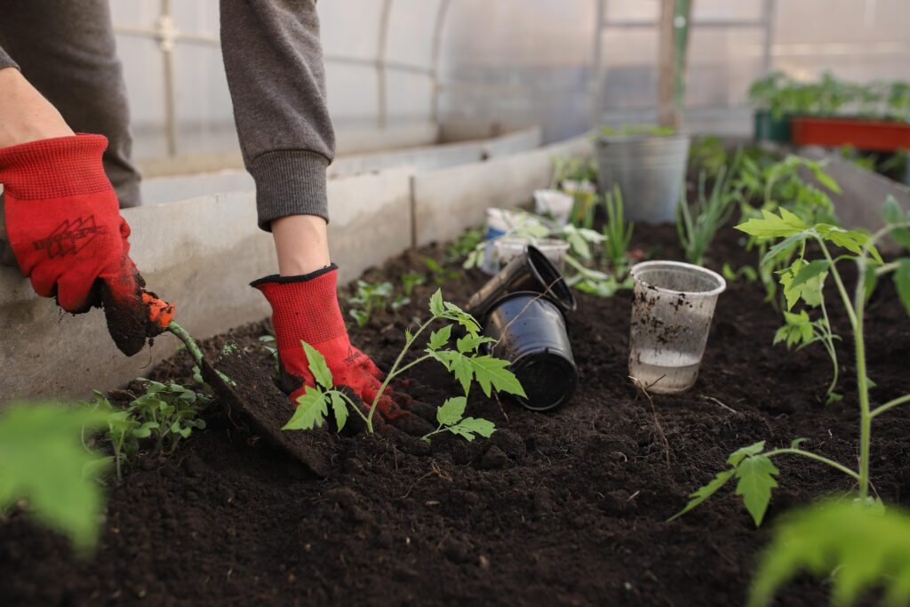 Saber os tipos de fertilizantes é essencial para garantir um bom crescimento da sua planta