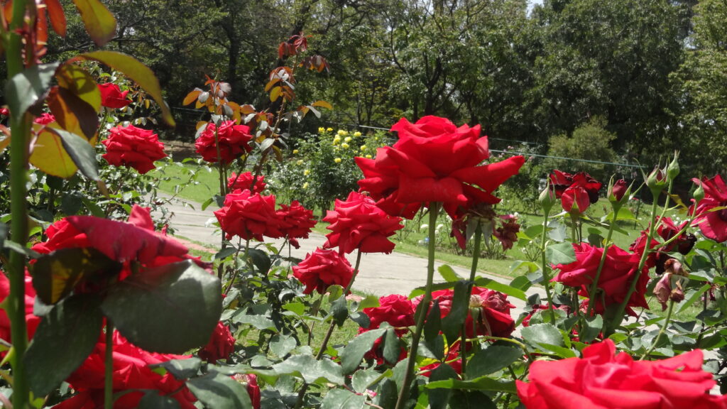 Aprenda a Cultivar Rosas, isso irá transformar seu jardim, deixando-o belo e sofisticado