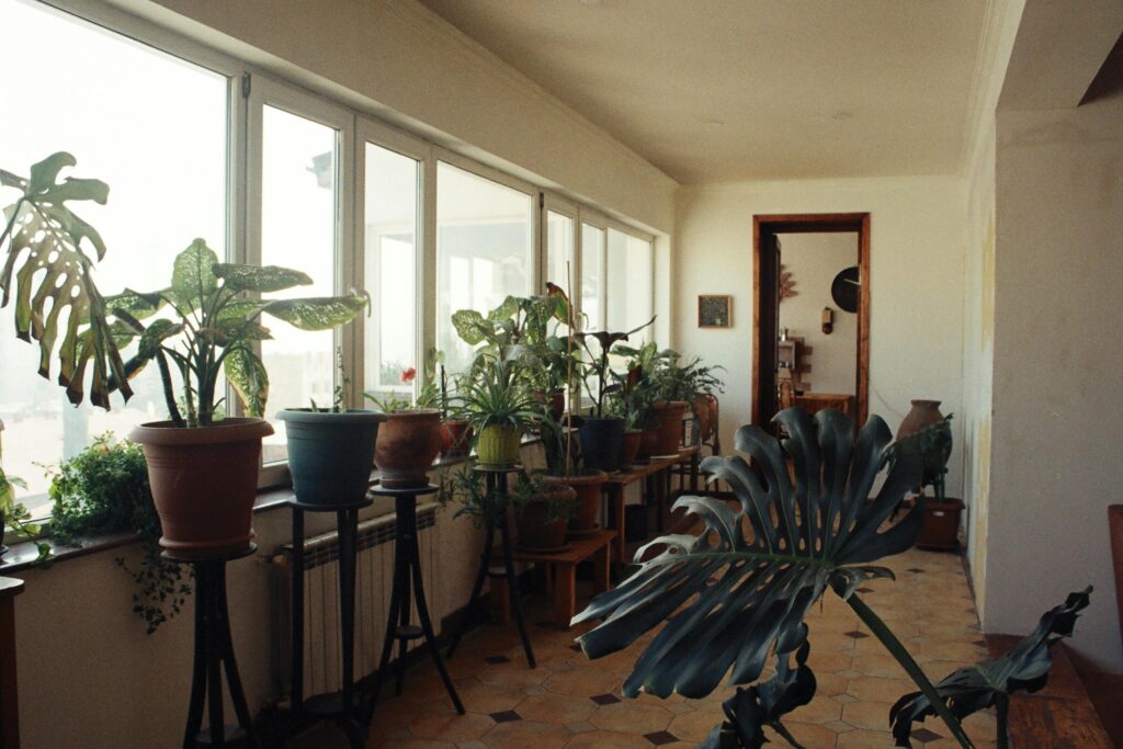 Aprenda, por meio das dicas desse artigo, a como cuidar das plantas do seu apartamento, mantendo um ambiente harmonico