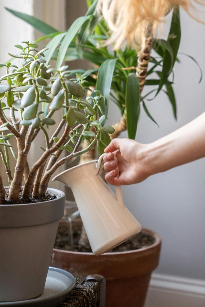 Regar as plantas com precisão é fundamental para cuidar das plantas do seu apartamento
