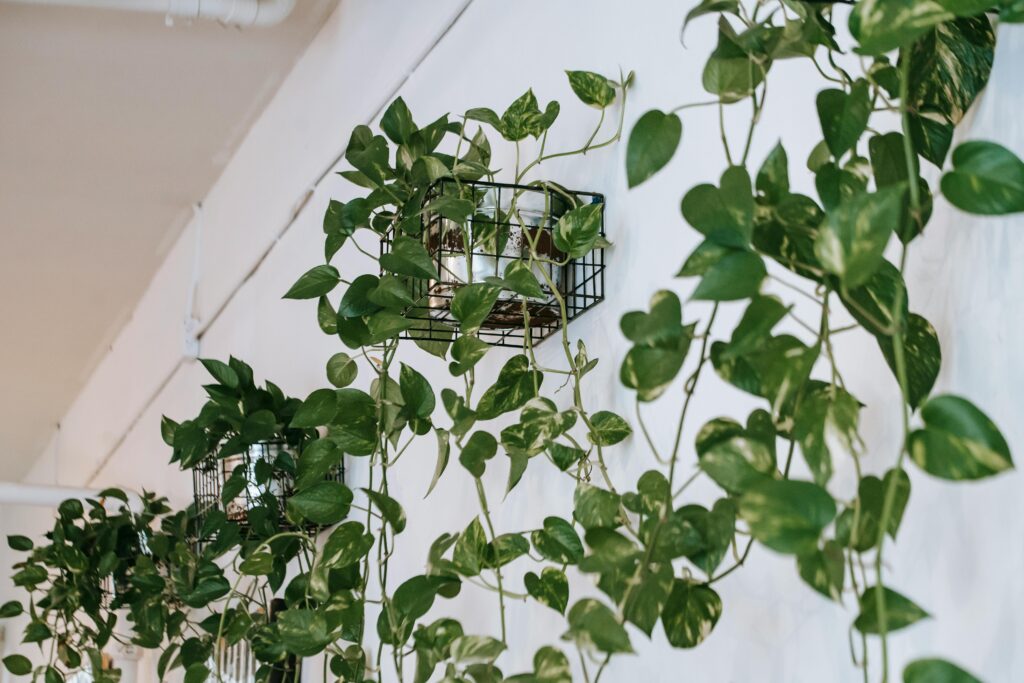 Nesse artigo você irá aprender a como cultivar plantas trepadeiras, transformando o ambiente da sua casa de maneira elegante