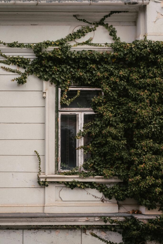 Para cultivar as plantas trepadeiras de maneira eficiente é necessário saber alguns cuidados essencias para evitar futuros problemas