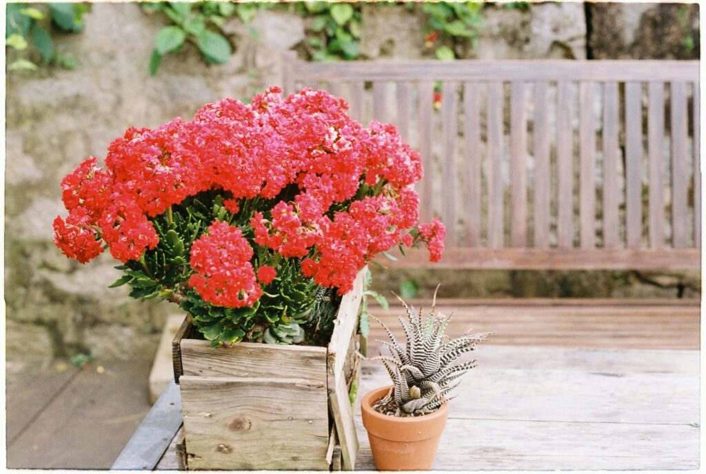 A escolha das plantas é importante para começar a montar o jardim, selecionando plantas de fácil manuseio no início