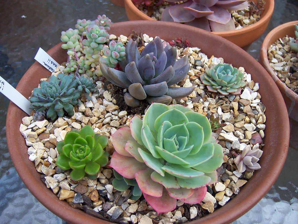 echeveria é uma excelente planta para sala de estar