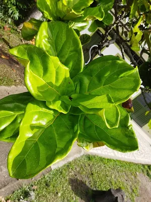 figueira lira é uma excelente planta para sala de estar