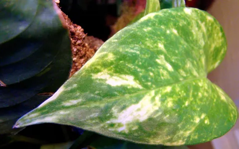 jiboia é uma excelente planta para sala de estar