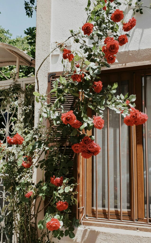 escolher o local ideal no seu jardim é fundamental para cultivar rosas