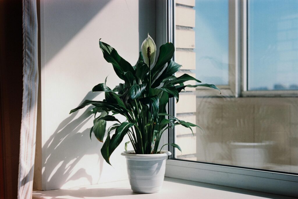 lirio da paz é uma excelente planta para sala de estar