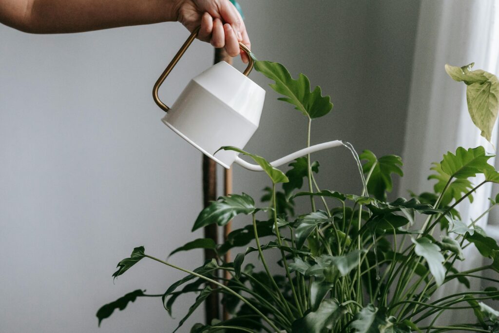 Você deve aprender sobre a hidratação das plantas, a fim de não cometer esses erros ao regar suas plantas