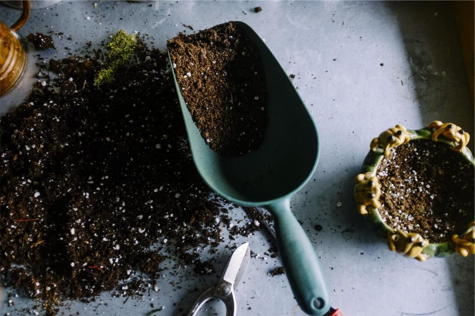 Deixar o solo preparado é importante para o cultivo das rosas