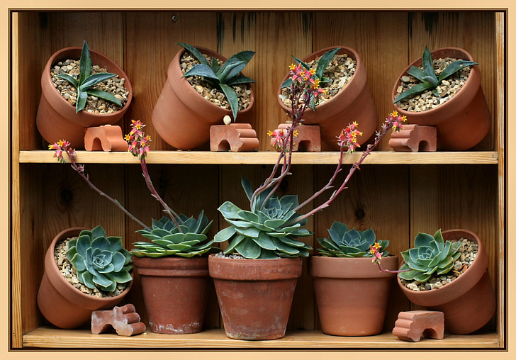 As suculentas são essenciais para a decoração da sua casa. Portanto, escolher bons vasos para essas plantas pode ajudar a transformar o ambiente doméstico