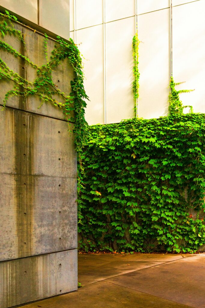 saber escolher as plantas certas é essencial para montar um jardim vertical excelente