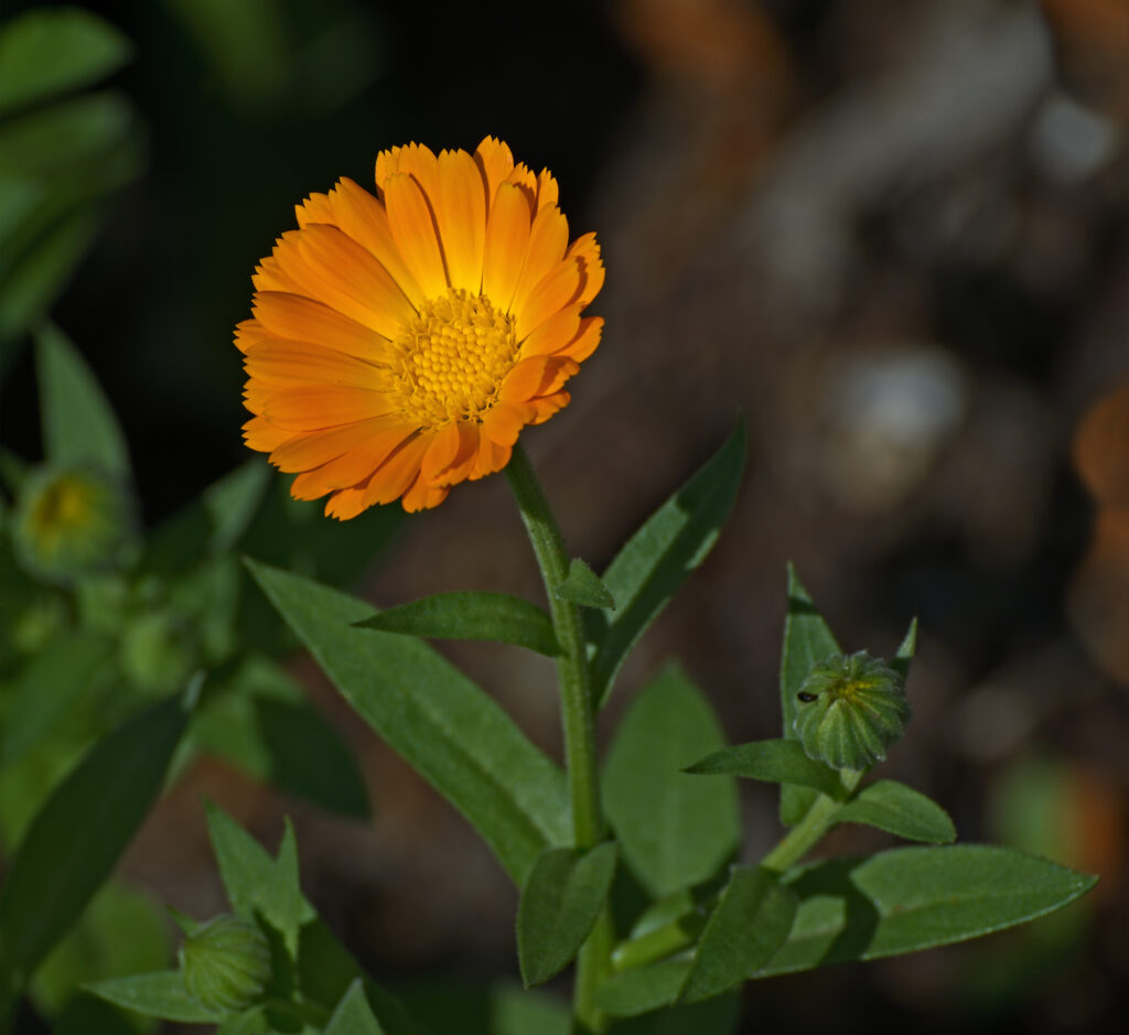 A calendula é um excelente repelente natural de insetos