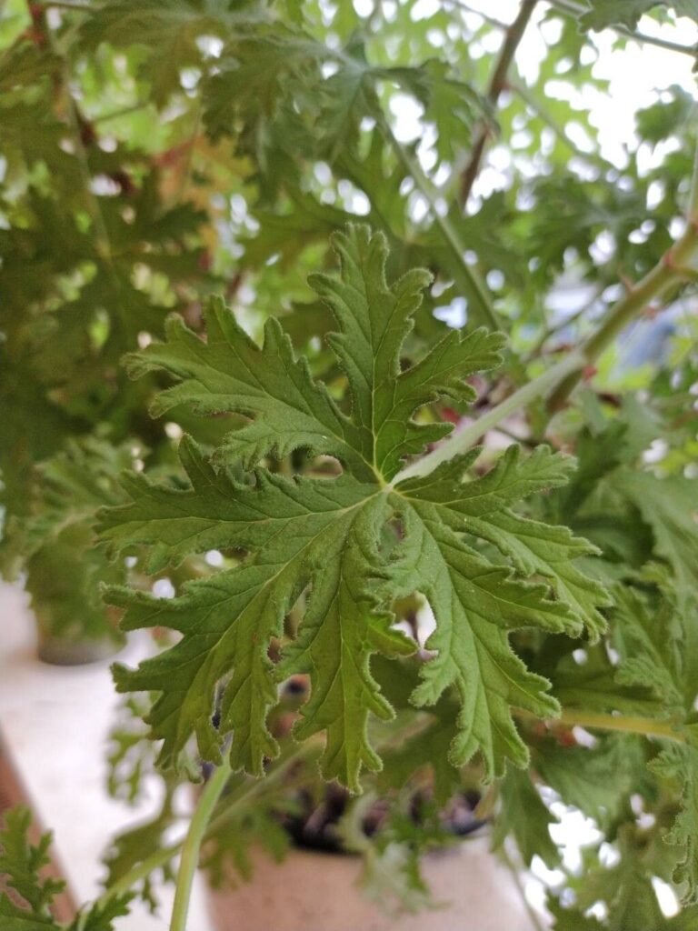A Citronela é um excelente repelente natural de insetos