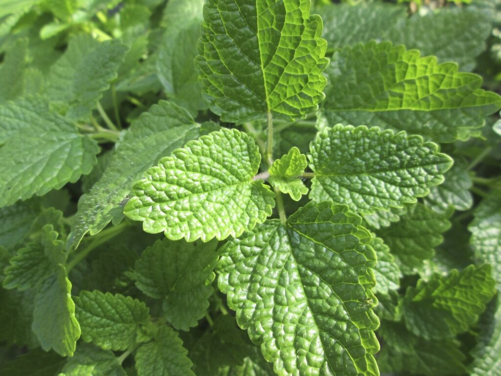 A erva-cidreira é um excelente repelente natural de insetos