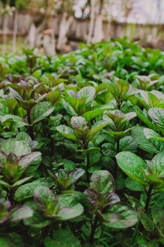 O hortelã é um excelente repelente natural de insetos